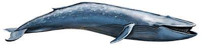 Blue Whale