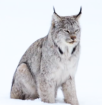 Canada Lynx - at risk