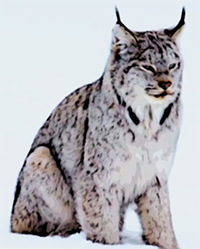 Canada Lynx