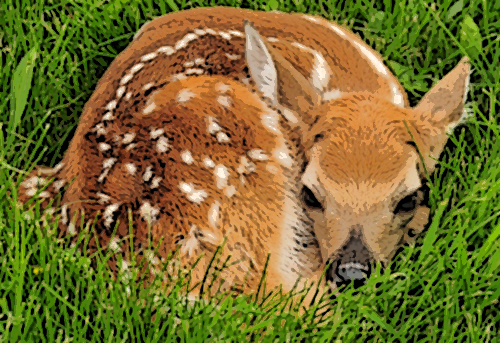 Columbian white-tailed deer fawn