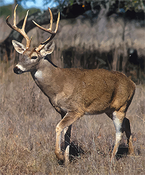 Columbian white-tailed deer