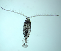 Copepod