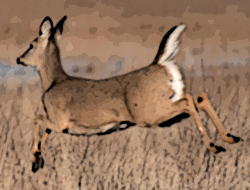 Columbian white-tail deer flag