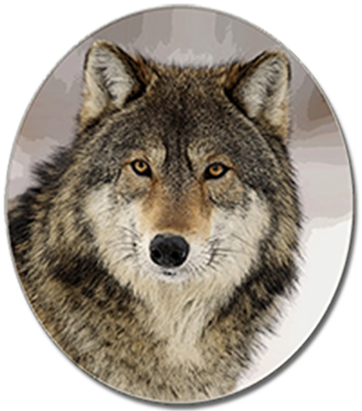 Gray Wolf - Endangered