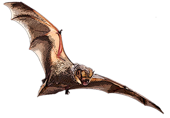 Hoary Bat