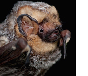 Hoary bat closeup from Oregon Wild